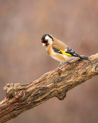 Obraz premium Szczygieł Carduelis carduelis
