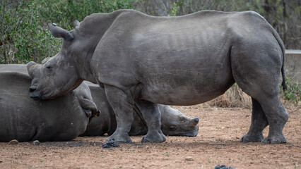 Obraz premium A small clash of white rhinoceros lying on the ground sleeping while one stand guard 