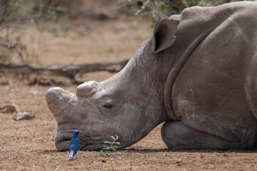 Obraz premium Head and shoulder photo of a White Rhinoceros lying sleeping with his head on the ground and a Starling bird in close proximity