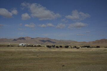 Obraz premium Local Mongolia Uriankhai people herd their yaks in summer pasture