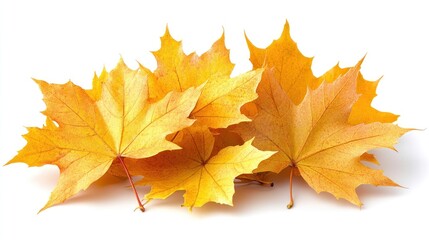Obraz premium A Collection of Vibrant Yellow Maple Leaves