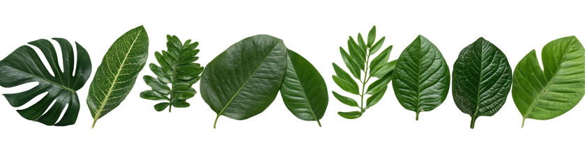 Obraz premium A variety of lush green leaves displayed. transparent background