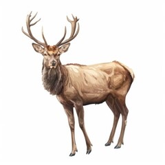 Obraz premium Red deer stag with large antlers standing in a proud pose