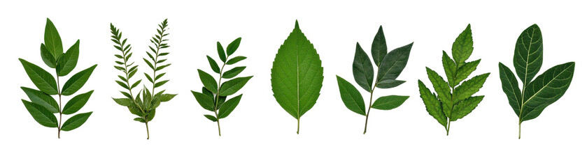 Obraz premium Diverse green leaves showcasing natural beauty. transparent background