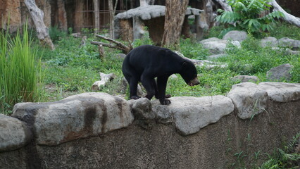 Obraz premium Portrait of a Black Sun Bear (Helarctos malayanus) from the Gembirolaka Yogyakarta Zoo collection.