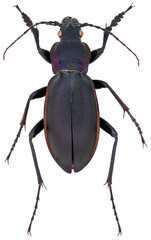 Carabus violaceus, species of beetle in the runner family ground beetles, Carabidae. Isolated on a white background.