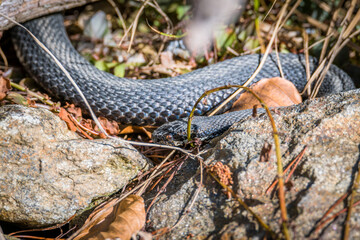 Fototapeta premium Kreuzotter Schlange auf Boden im Gras mit Laub und Blätter im Wald bei Sonnenschein im Herbst, Deutschland