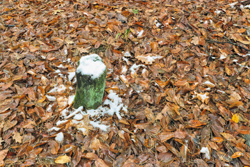 the first snow on fallen leaves of autumn