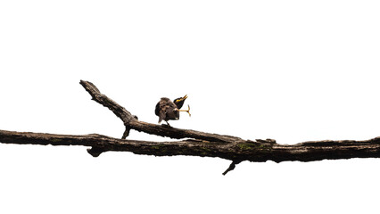 common myna, Acridotheres tristis, perching on tree branch in forest park, a large, black-and-brown myna with white wing patches, yellow bill, and yellow legs, white background, one leg standing