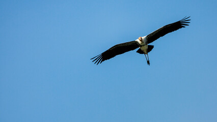 Obraz premium Painted Stork, Mycteria leucocephala, in flight in sky, a large wader in stork family, found in wetlands of plains of tropical Asia