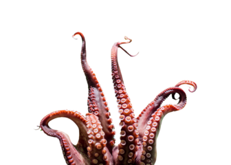 "Octopus tentacle with vivid textures and realistic details. Perfect for marine-themed designs, ocean life concepts, and creative illustrations."