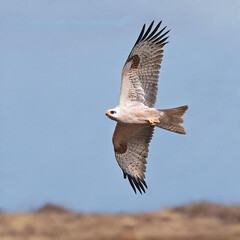 Obraz premium eagle,Eagle,bird,nature,flying,fly