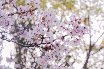 Fototapeta premium 桜の花