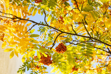 Autumn background with red rowan and yellow leaves