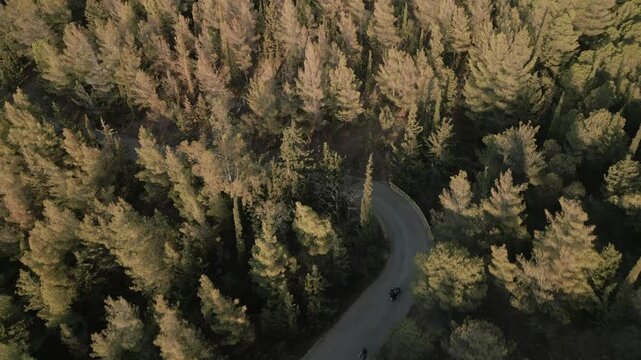 Motorbike in the pine forest on the mountain, aerial footage on sunset 