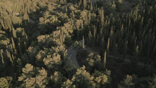 Motorbike in the pine forest on the mountain, aerial footage on sunset 