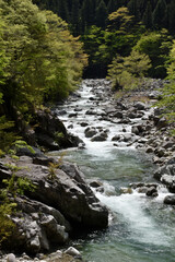 Fototapeta premium 新緑に映える渓谷、清らかな渓流
