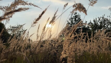 Cortaderia, pampas grass, dry flower at sunset.
