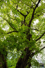 Fototapeta premium A Tree With Green Leaves And A Building In The Background