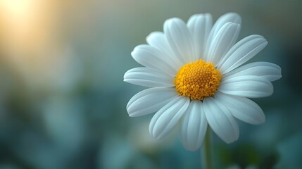 Fototapeta premium a minimalistic macro shot of a single daisy bloom in sharp focus with a blurred pastel green and yellow background. flower background