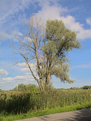Obraz premium Half dead willow tree in the marsh in Bourgoyen nature reserve, Ghent, Flanders. 