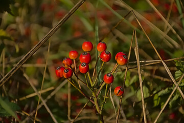 Bright hips of a Multiflora rose shrub, closeup, selective focus 