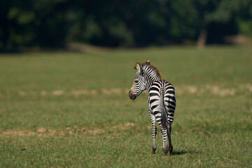 Fototapeta premium Crawshay's zebra (Equus quagga crawshayi) grazing in South Luangwa National Park, Zambia