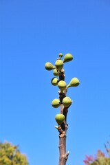 Green figs in the park