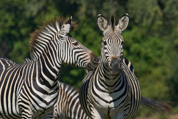 Fototapeta premium Crawshay's zebra (Equus quagga crawshayi) grazing in South Luangwa National Park, Zambia