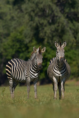 Crawshay's zebra (Equus quagga crawshayi) grazing in South Luangwa National Park, Zambia