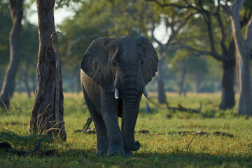 Bull African Elephant (Loxodonta africana) walking through a wooded area in South Luangwa National...