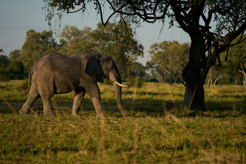 Fototapeta premium Bull African Elephant (Loxodonta africana) walking through a wooded area in South Luangwa National Park, Zambia 