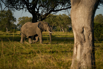 Bull African Elephant (Loxodonta africana) walking through a wooded area in South Luangwa National...