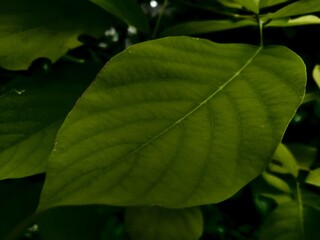 green leaves ,Dark Type