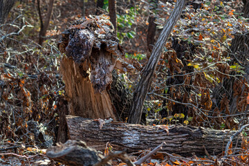Cracked and Cut Wood