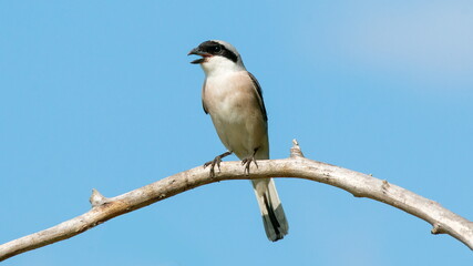 black capped kingfisher