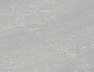 wolverine animal tracks in snow