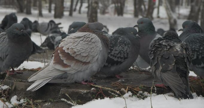 Birds in the city. A frozen flock of gray pigeons basks on the warm cast-iron hatch of the well near the pedestrian alley. Siberia. Hand held.