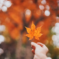 Maple leaf. Autumn season in Japan when leaves are changing color to orange. Beautiful autumn season and perfect time for tourists. Shallow depth of field.