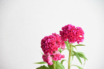 ピンクのケイトウ