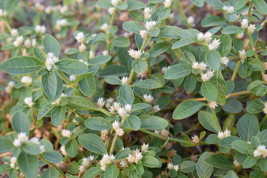Alternanthera ficoidea plant shrub with small white flowers