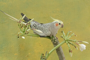 An Australian parakeet feeding on a white frangipani flower. This hook-billed bird has the...