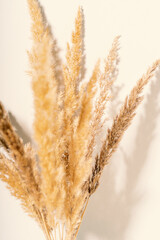 Dry pampas grass reeds against on beige background. Beautiful pattern with neutral colors. Minimal, stylish, monochrome concept.