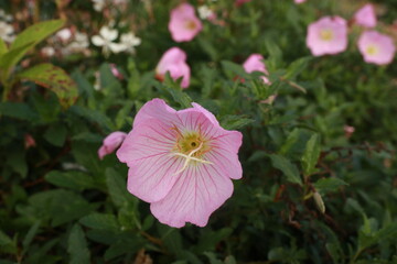 분홍낮달맞이꽃