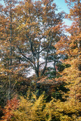 Obraz premium Chêne pédonculé, Quercus robur