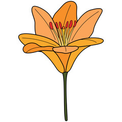 Lilium hand-drawing style with transparent background in a wild flower concept, illustration