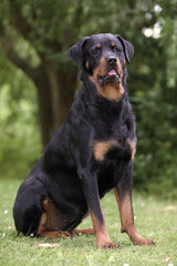 Fototapeta premium Chien Rottweiler