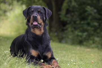 Chien Rottweiler