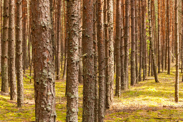 Fototapeta premium A Forest of Slender Trees with Straight Trunks