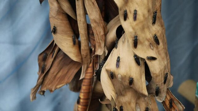 video of the cultivation of black army flies or Hermetia illucens, in traditional Indonesian agricultural cages, with the medium of dried banana leaves.